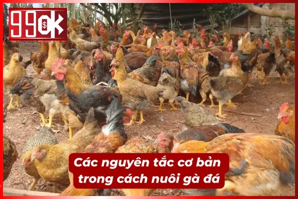 Hướng dẫn cơ bản về cách nuôi gà đá luôn duy trì phong độ