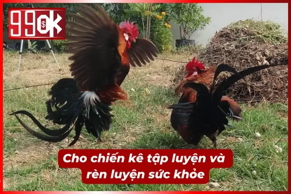 Duy trì chế độ tập luyện hằng ngày cho chiến kê