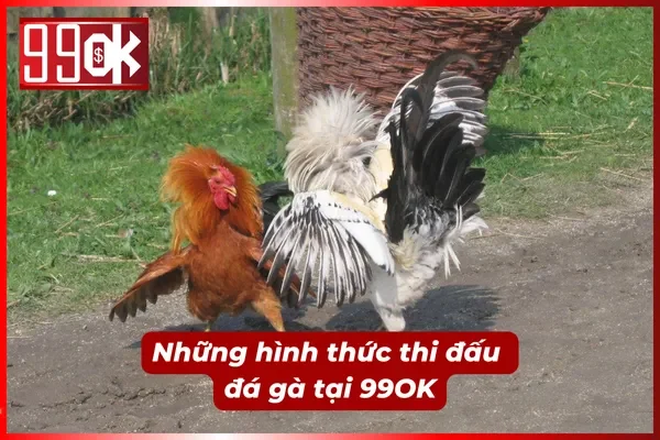 Tổng hợp các hình thức đá gà mới nhất từ 99OK