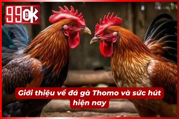 Tìm hiểu sức hút của đá gà Thomo hot nhất hiện nay